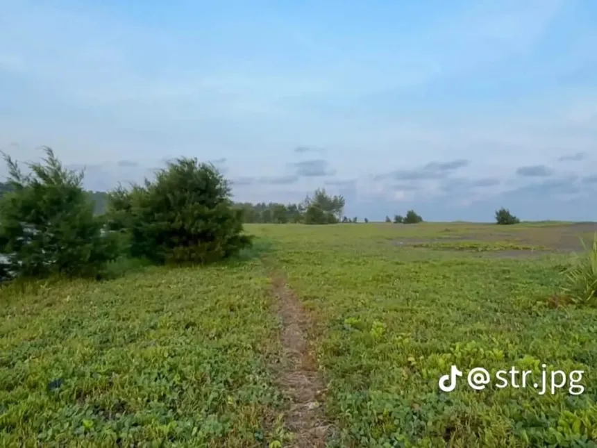 Sabana Cemara Sewu menjadi alternatif berwisata selain Pantai Bunton ketika berkunjung ke Desa Wisata Bunton, Adipala, Cilacap. (Foto: TikTok @str.jpg)
