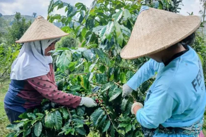 Kopi Senggani menembus pasar nasional karena kualitas. (dok. Kominfo Banjarnegara)
