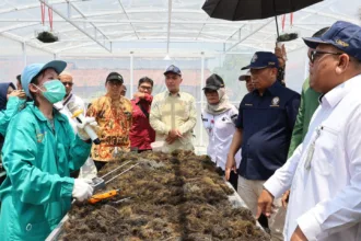 Inovasi unit pengering rumput laut Surya-Biomassa rancangan tim peneliti Universitas Diponegoro (Undip), proses pengeringan yang biasanya memakan waktu hingga 18 jam secara tradisional kini pangkas menjadi hanya 8 jam.(Foto: Humas Dinkominfotik Brebes)