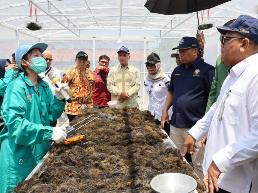 Inovasi unit pengering rumput laut Surya-Biomassa rancangan tim peneliti Universitas Diponegoro (Undip), proses pengeringan yang biasanya memakan waktu hingga 18 jam secara tradisional kini pangkas menjadi hanya 8 jam.(Foto: Humas Dinkominfotik Brebes)