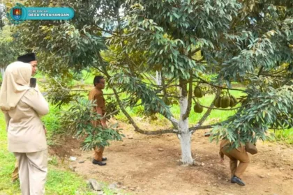 Wisata petik durian menjadi magnet tersendiri bagi wisatawan ketika berlibur ke Desa Wisata Pesahangan, Kecamatan Cimanggu, Cilacap. (Foto: pesahangan-cimanggu.cilacapkab.go.id)