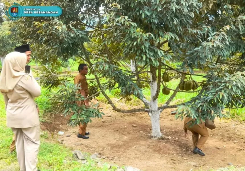 Wisata petik durian menjadi magnet tersendiri bagi wisatawan ketika berlibur ke Desa Wisata Pesahangan, Kecamatan Cimanggu, Cilacap. (Foto: pesahangan-cimanggu.cilacapkab.go.id)