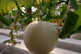 Wisata petik melon di Yu Naning Farm, Kembaran, Banyumas. (Foto: TikTok @yunaning.farm)