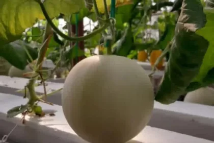 Wisata petik melon di Yu Naning Farm, Kembaran, Banyumas. (Foto: TikTok @yunaning.farm)