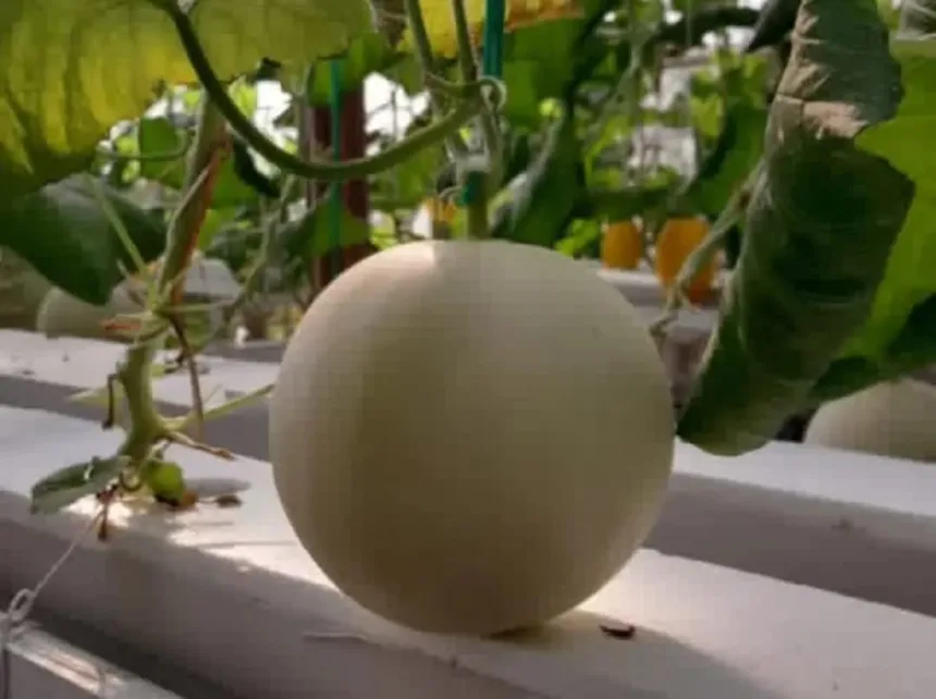 Wisata petik melon di Yu Naning Farm, Kembaran, Banyumas. (Foto: TikTok @yunaning.farm)